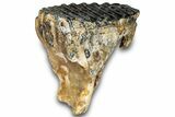 Woolly Mammoth Lower M Molar - North Sea Deposits #298461-3